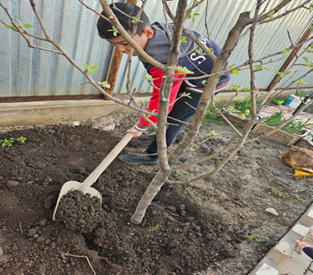 Мектеп оқушылары ағаш отырғызу іс-шарасына белсене ат салысты